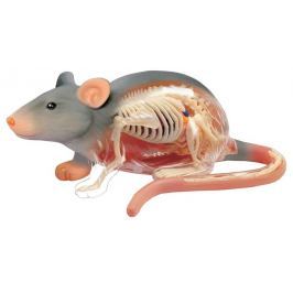 4D MASTER Anatomický model 4D Krysa 33 dílků